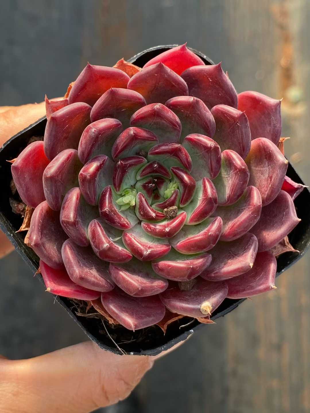 98d1dc3e778597d7c80b54561bf5c116