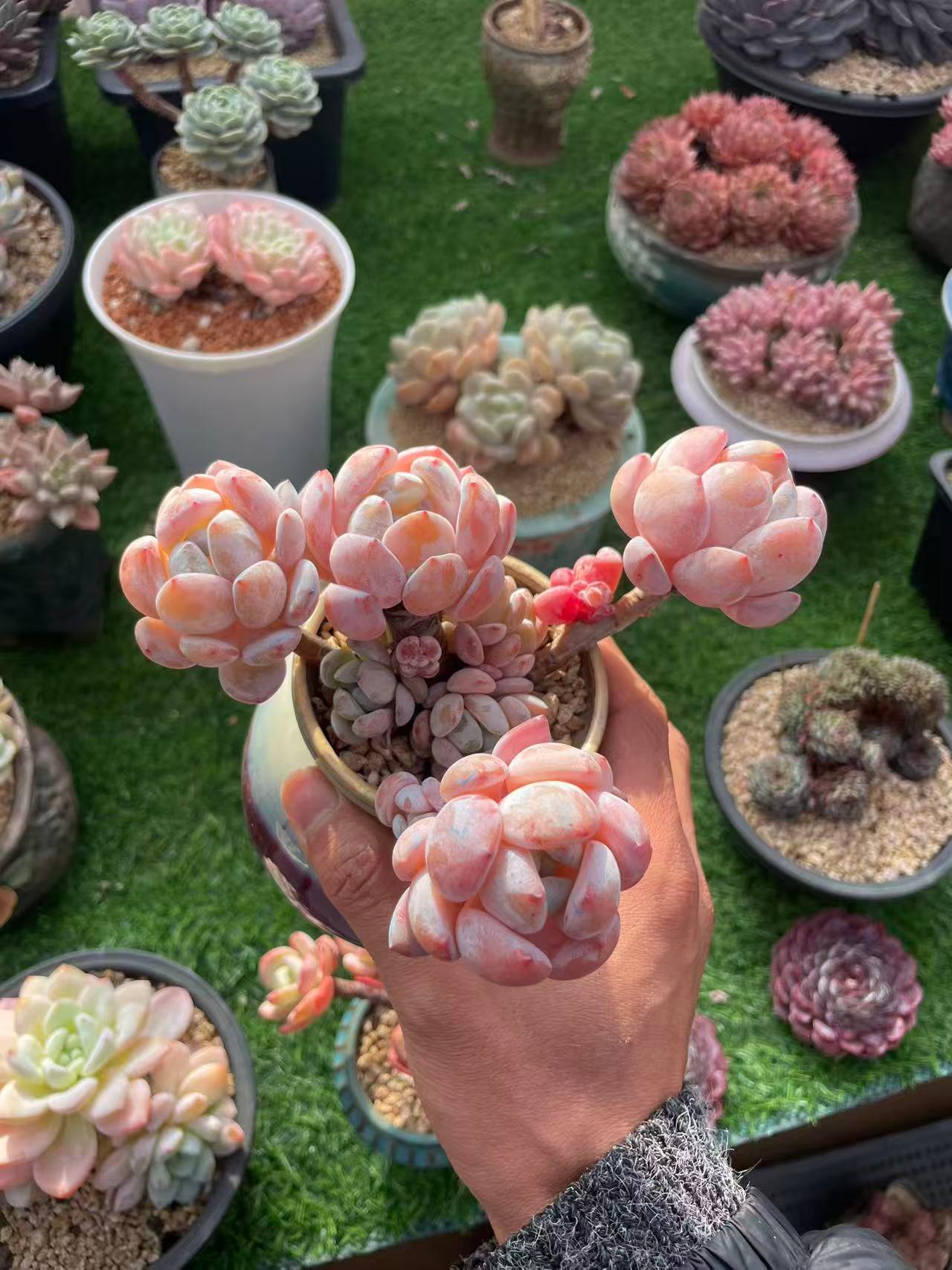 a0cbe8a92ae7396f3dc2b9e944315540