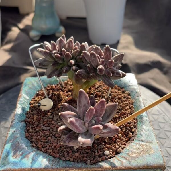 242. 凤虞美人缀