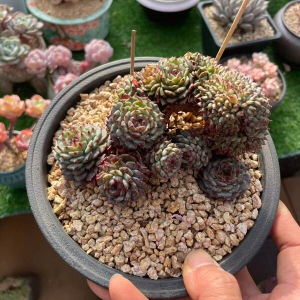 346.白胖子石化缀