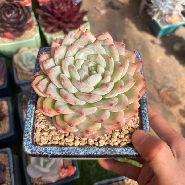 398. 吉娃娃SP橙梦露