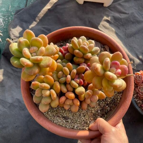 142. 芒果奶石化锦群