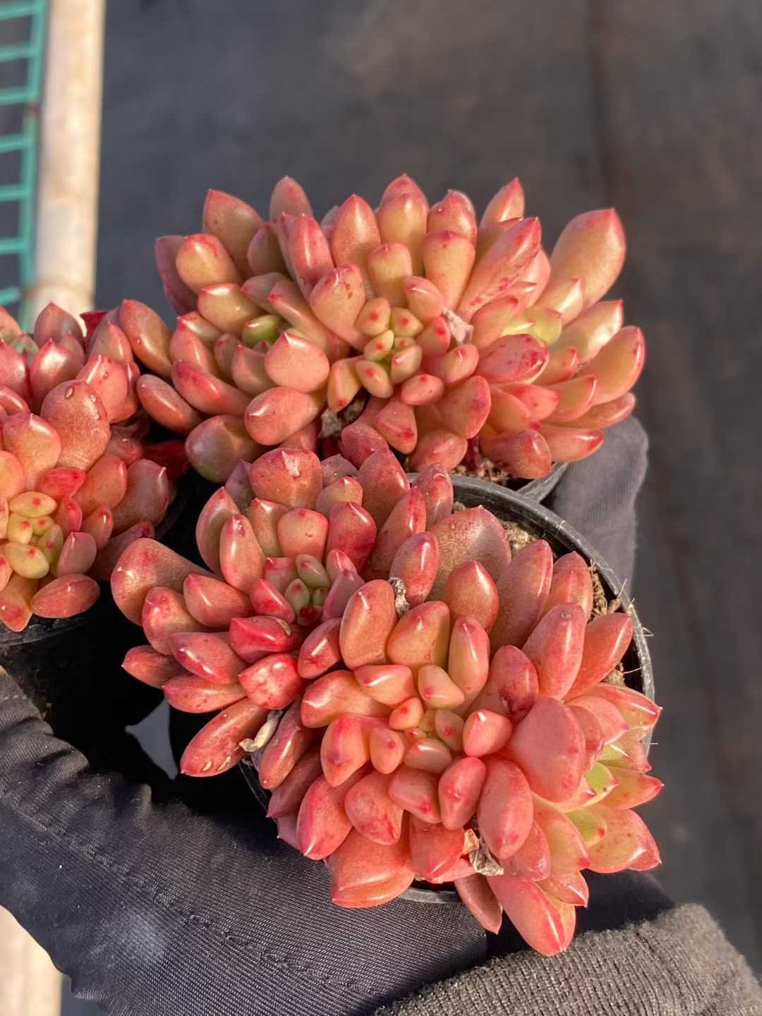 c149b786fc6e3ade5f9d27751e49477c