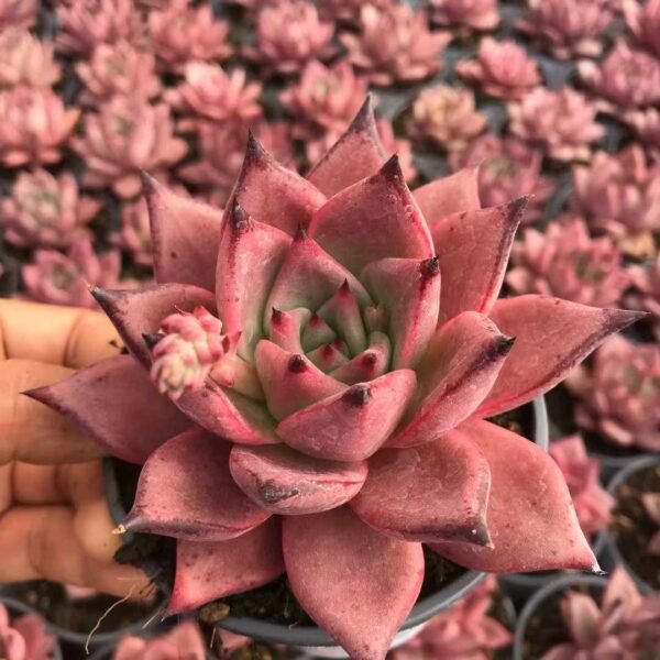 004.  Echeveria agavoides 'Romeo'