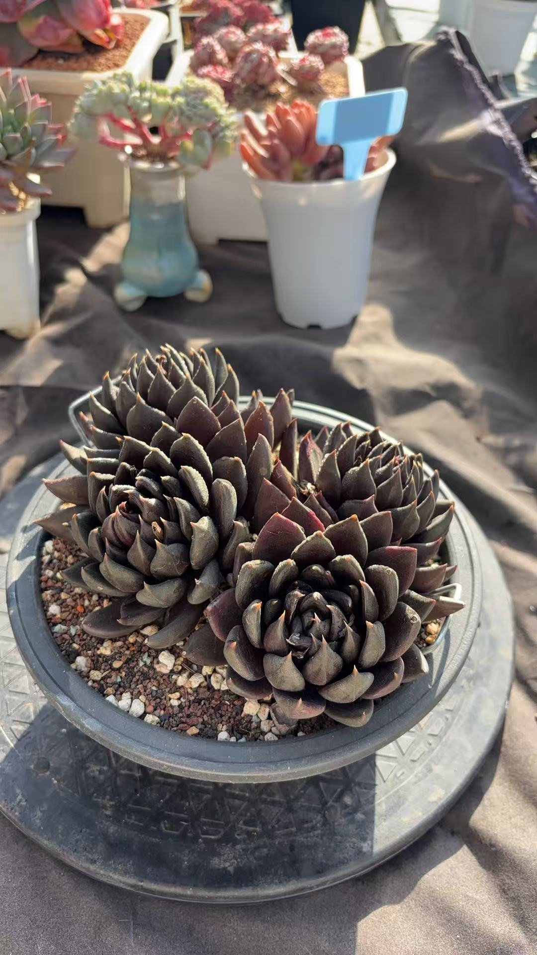 c85b4bb9b8afb788eb7c1d7ff3f5e917