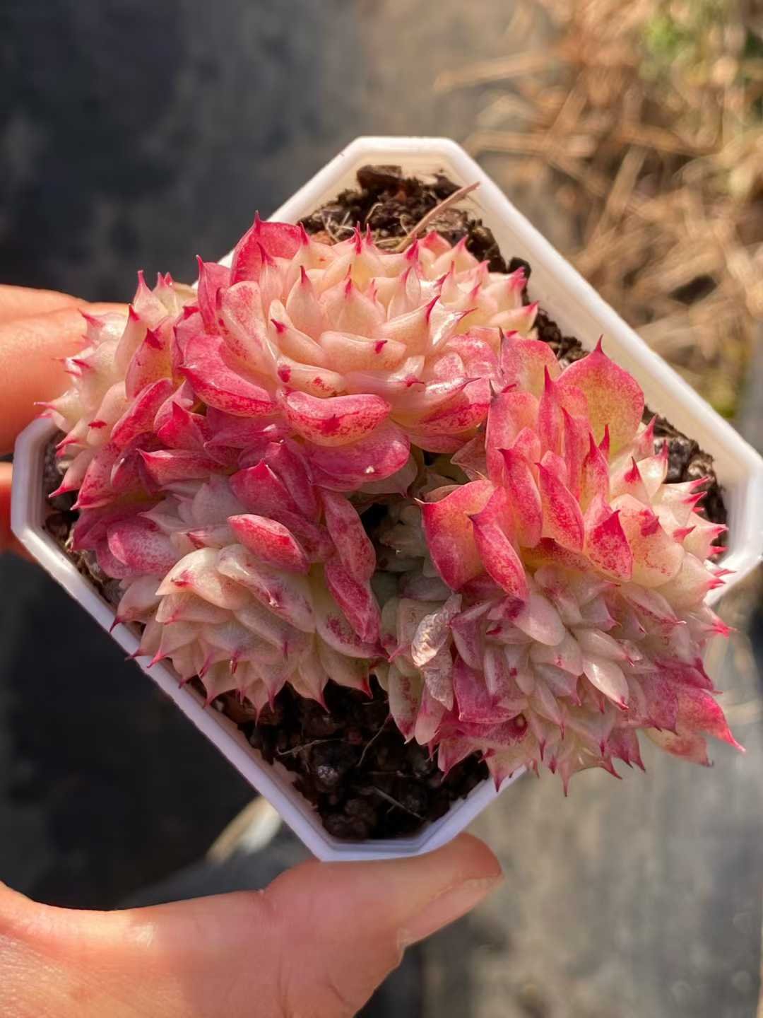 d0e4fd6e9e0b31f4d5253f1f52d1d2e3