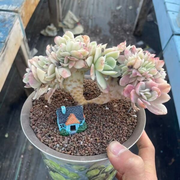 123. 小白龙锦缀