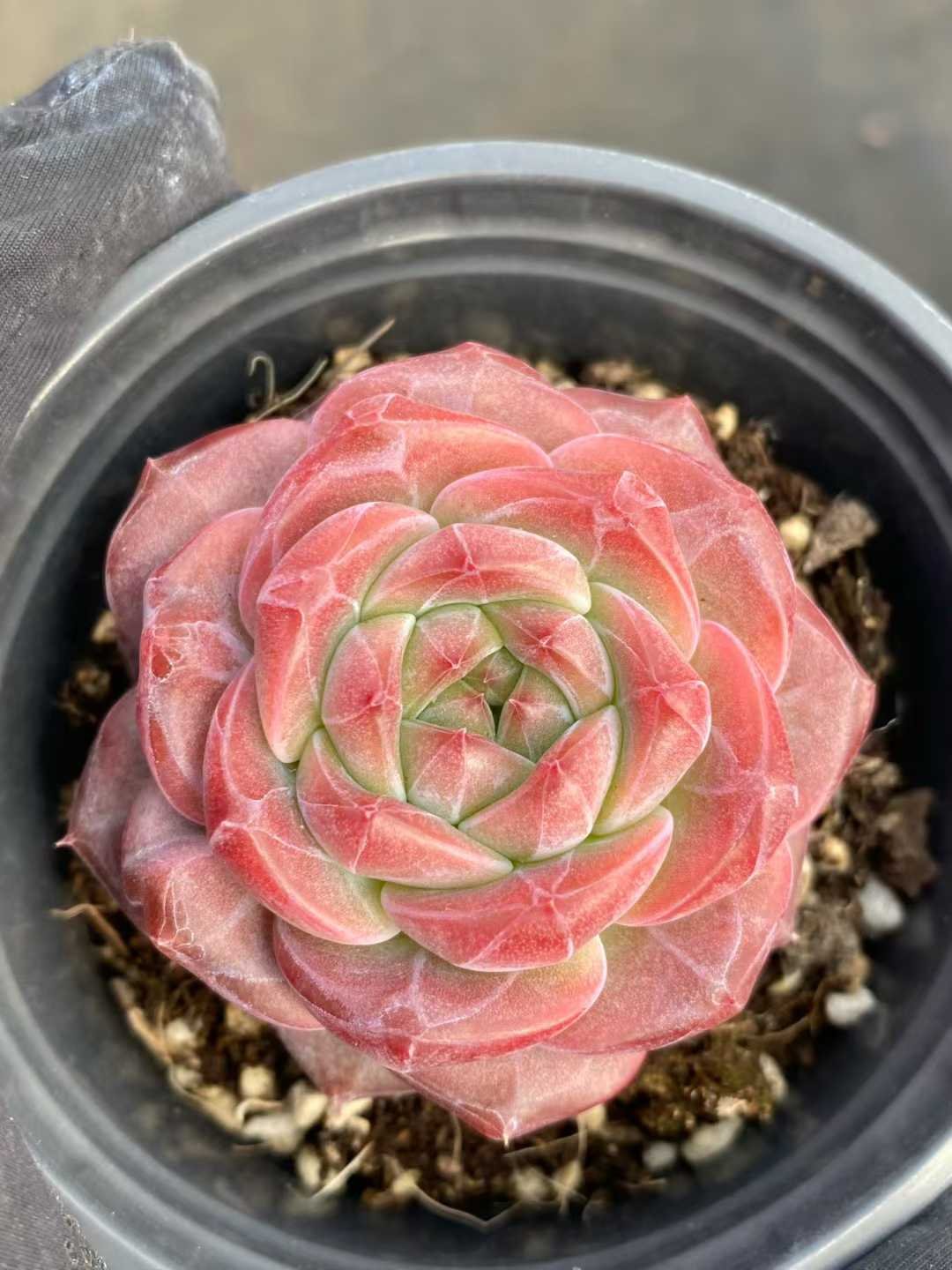 d3ba9d2c3d31d78a2b517ca23817d167