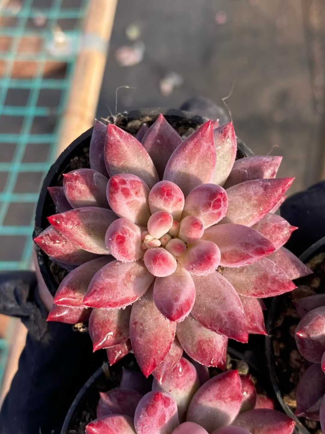 de996e4e6cd111a3ea463ce17eef9f3d