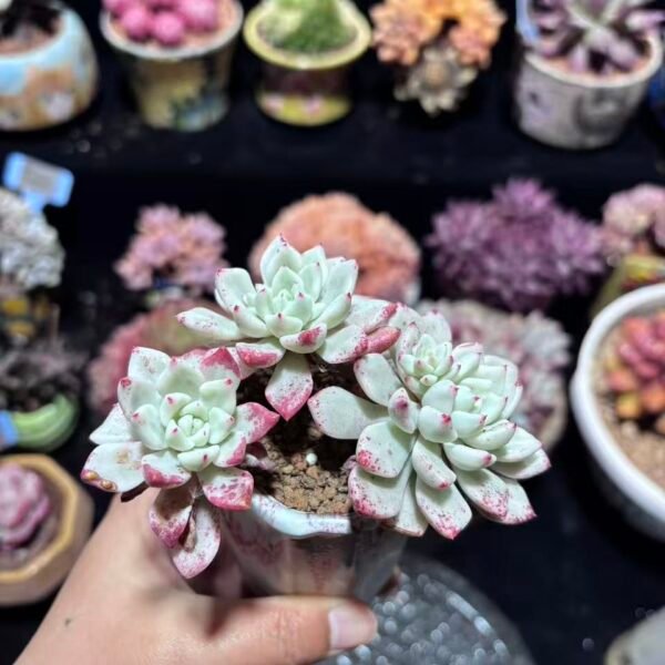 093. 152. 冰清玉洁锦