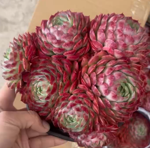 003. Echeveria 'Red hole'