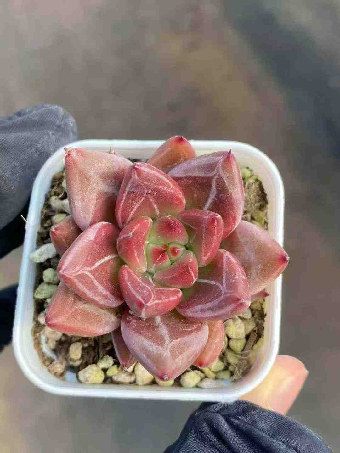 eb4eb3810a90f4354326b9a64cd2c872