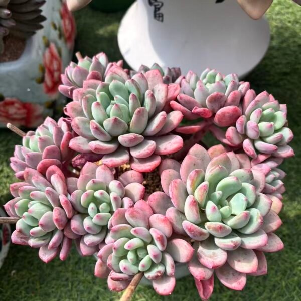 350. 塞维尔公主