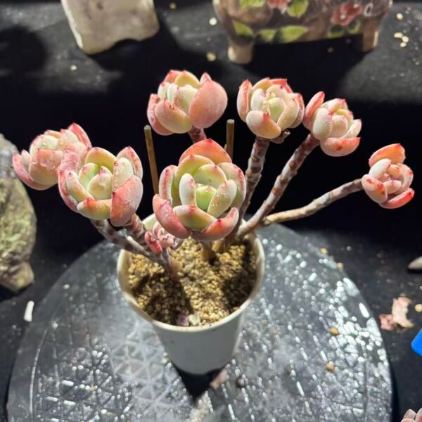 305.白月光朵朵缀