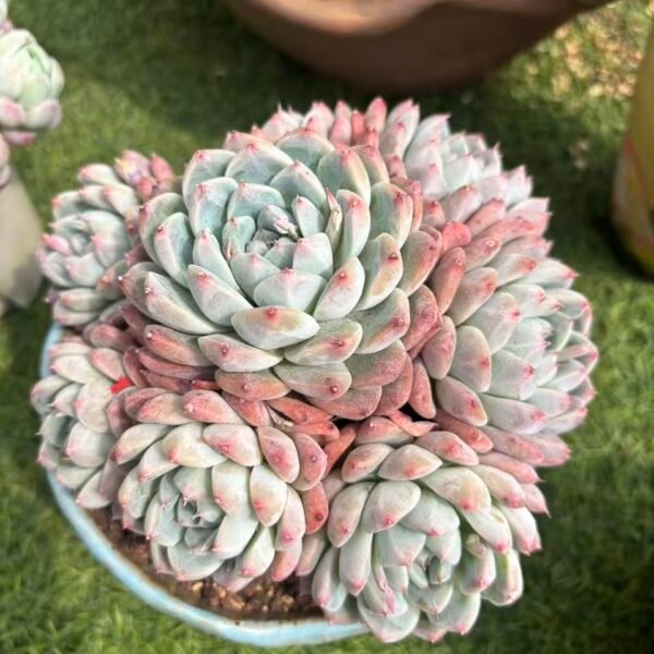 394. 阿尔巴佳人