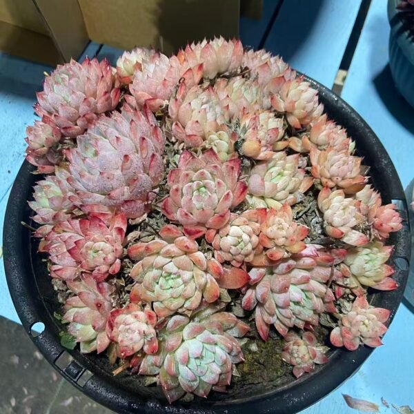 339. 阿尔巴佳人