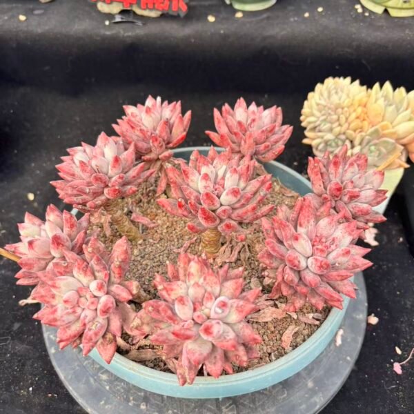 188. 血斑水晶球