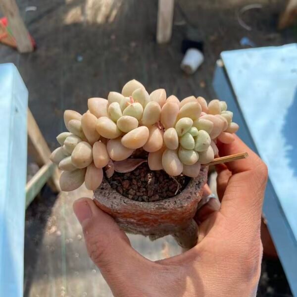 228.泡泡糖朵朵缀