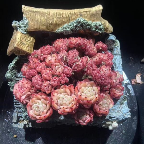 310.沙罗姬牡丹缀