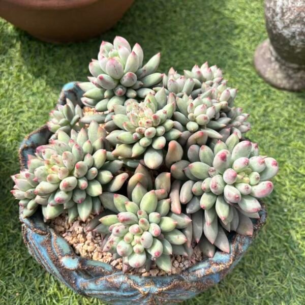 364. 二代虞美人