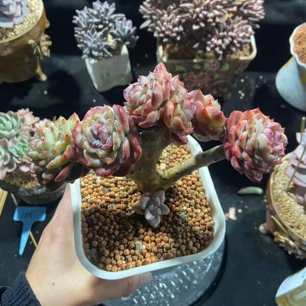 317.嫁接冰魄朵朵缀