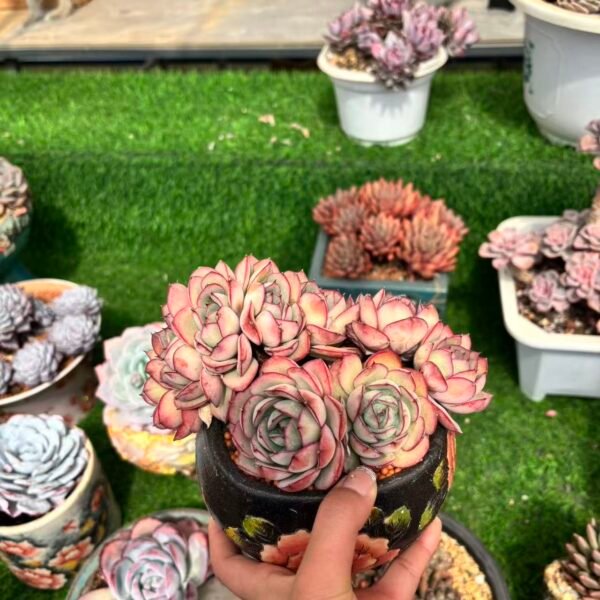 258.牡丹亭朵朵缀