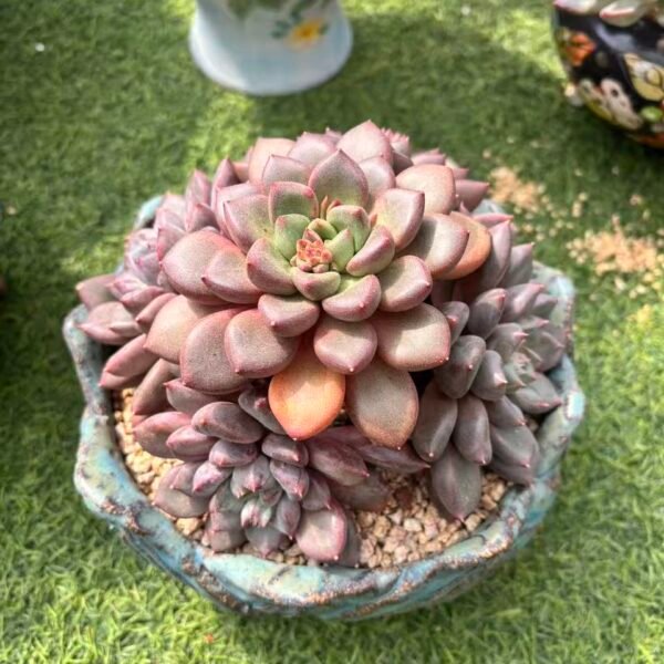 351. 红象牙石化