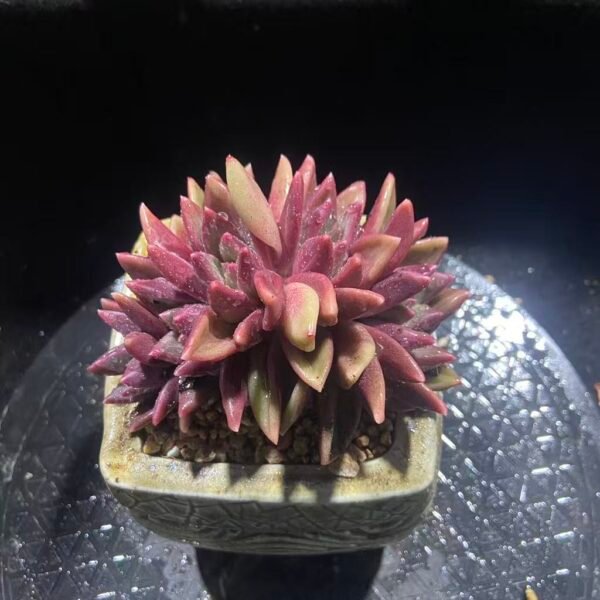 315.迷雾泡泡朵朵缀