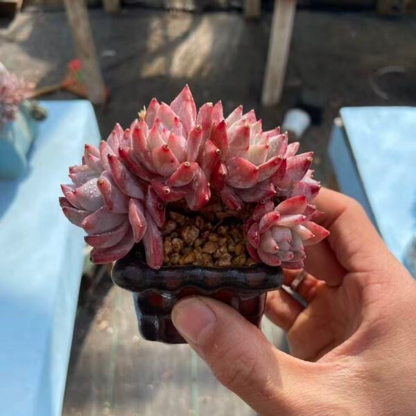 236.粉蓝鸟朵朵缀