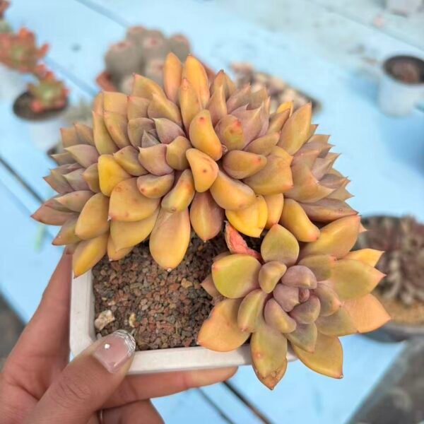 194. 象牙朵朵缀