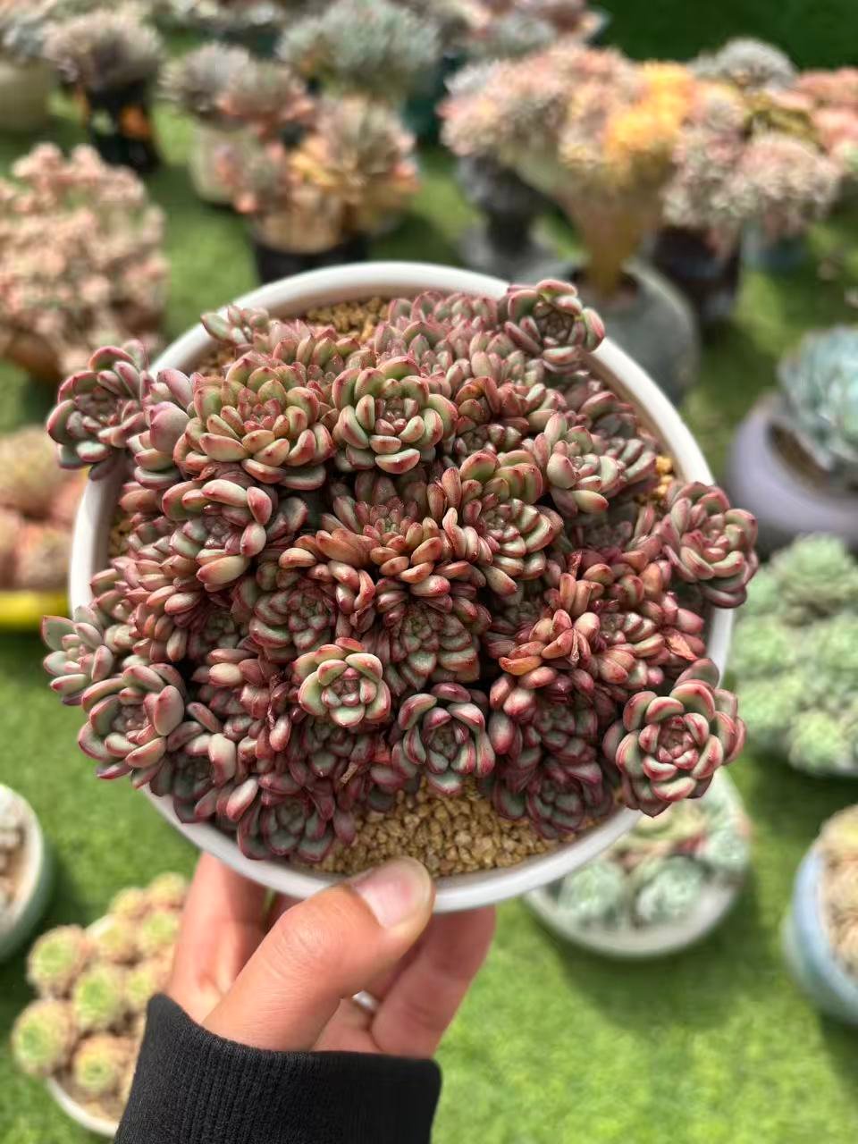 fd95d9b7a6f04a1606fbd67f5850e79c