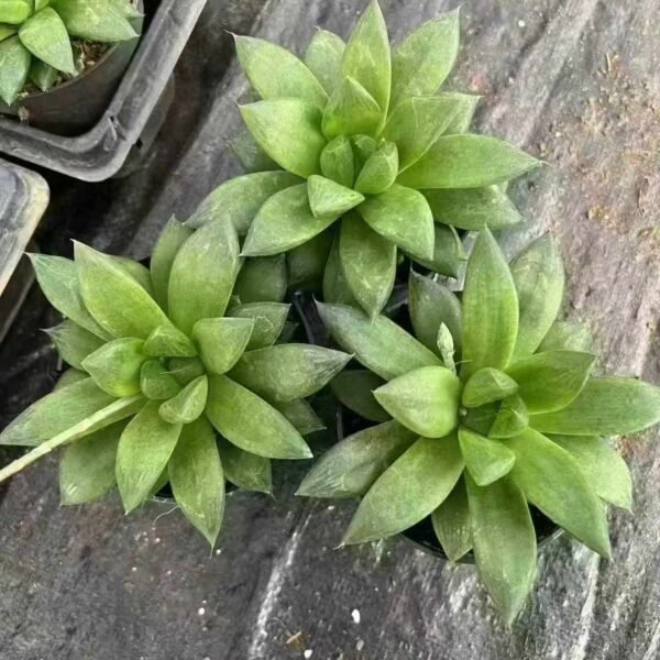 085. Haworthia cymbiformis var. obtusa