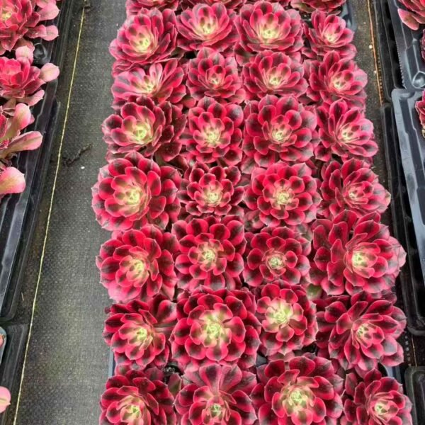 052. 穴盘 粉女巫