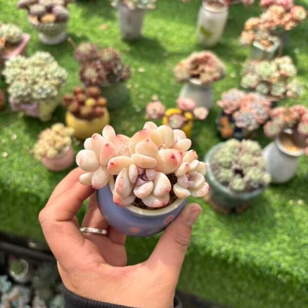 431. 王铁锤糖心