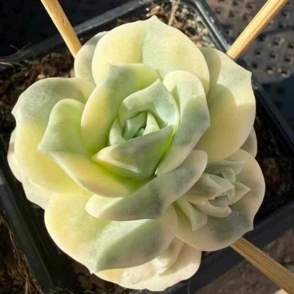 101. Echeveria 'Lovely Rose' Variegated
