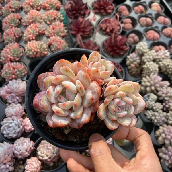 017. Echeveria 'Orange Monroe'