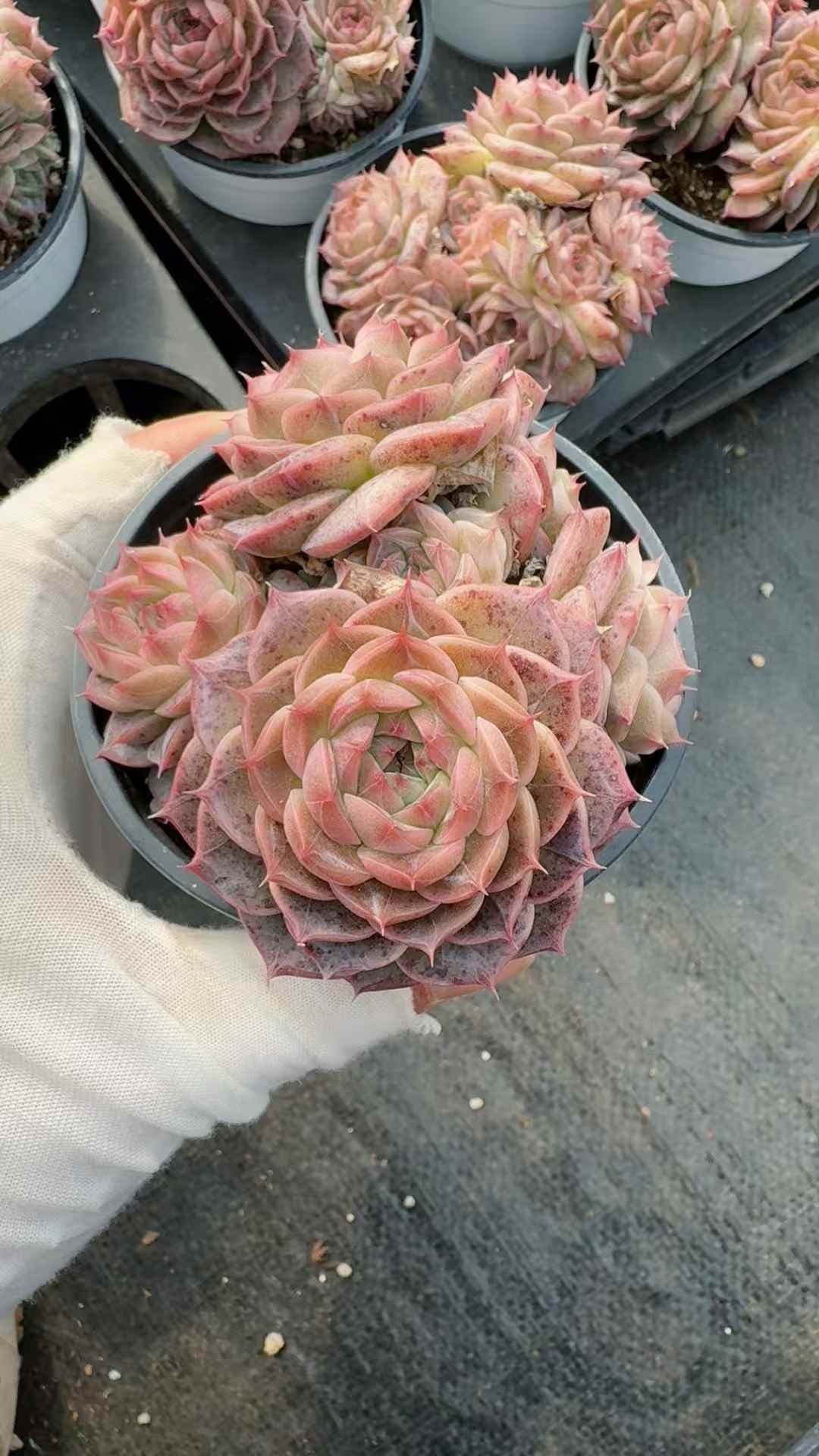 24f38b0c35d49dac41e4a413bc354980