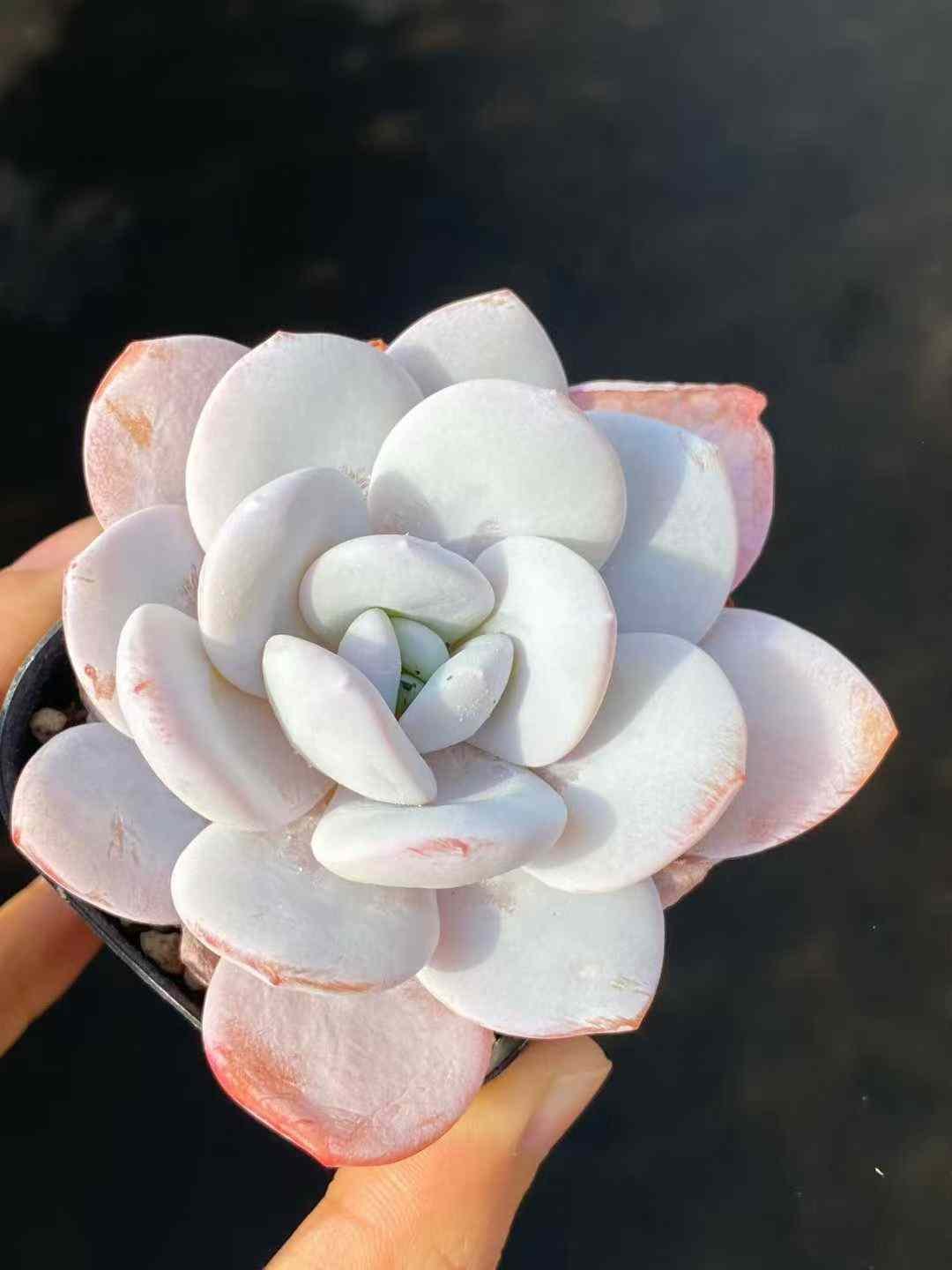 2553229b5e8e6bee890e408761ab4fe3