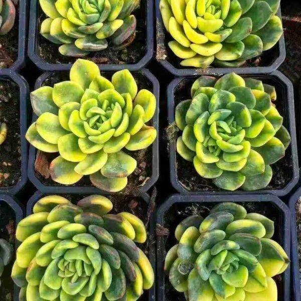 087. Echeveria 'Fanta'