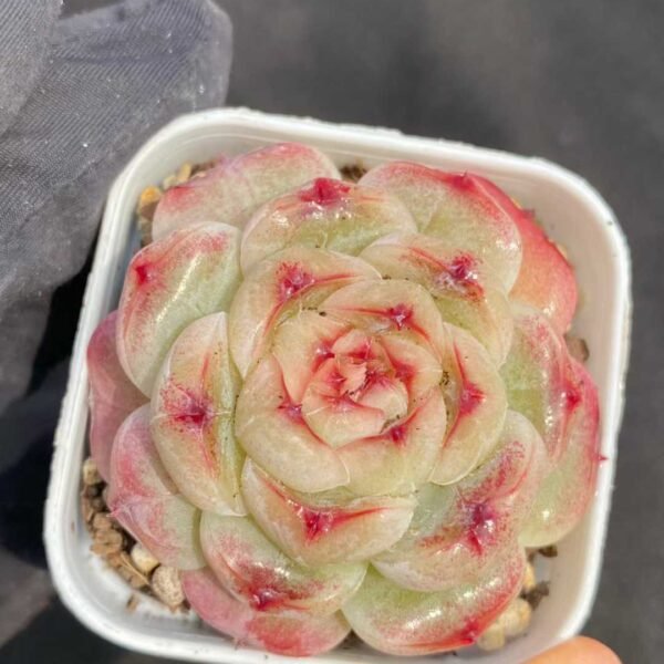 020. Echeveria Taosu