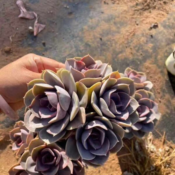 088. Echeveria 'Perle von Nurnberg'