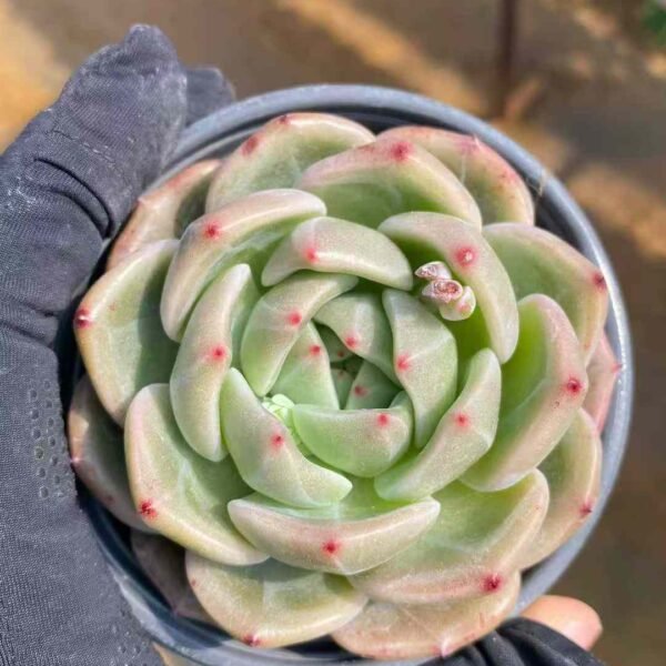 048. Echeveria 'Champagne'