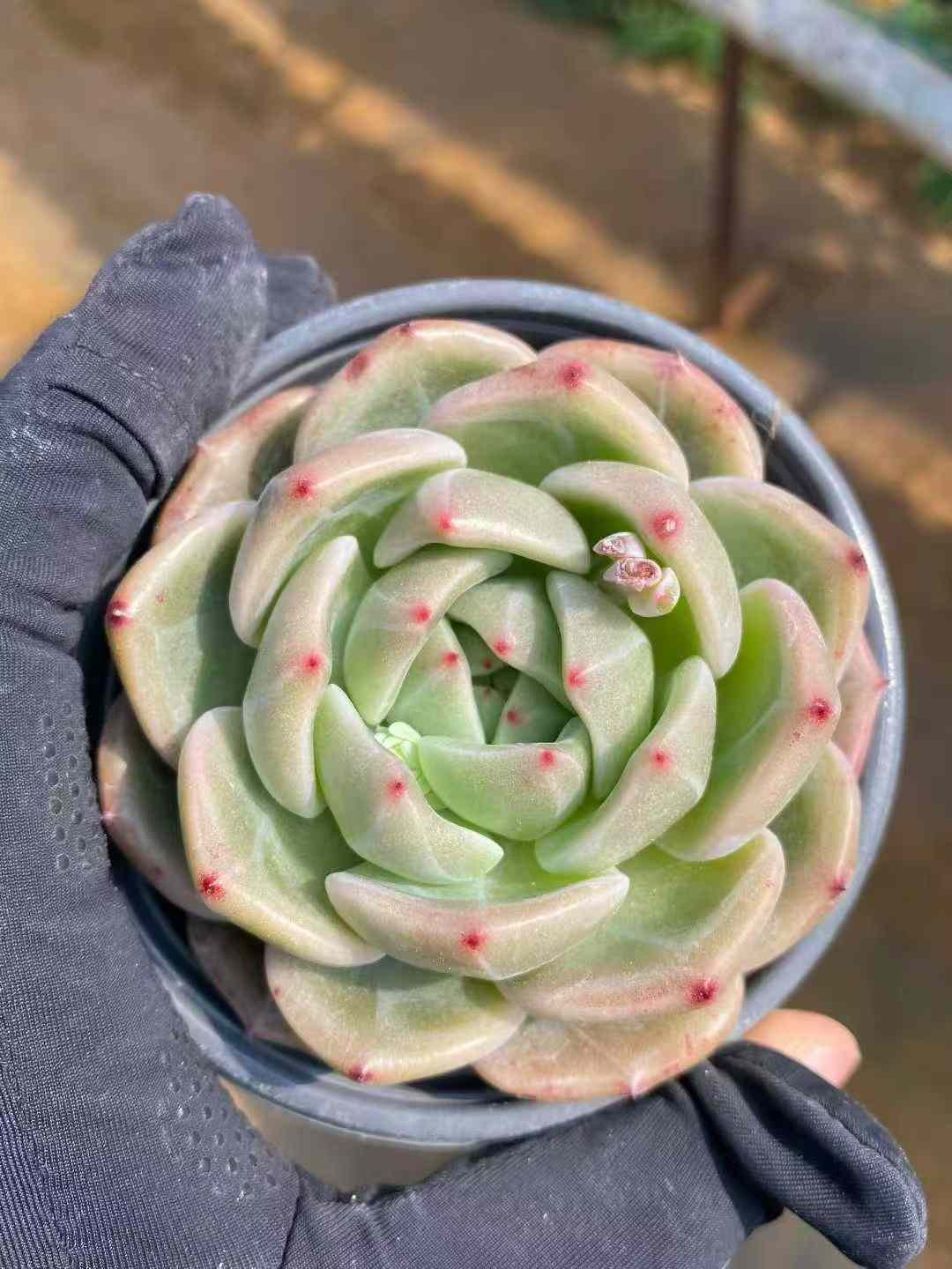 4207ec0379991cb242e766a037bb6bb4