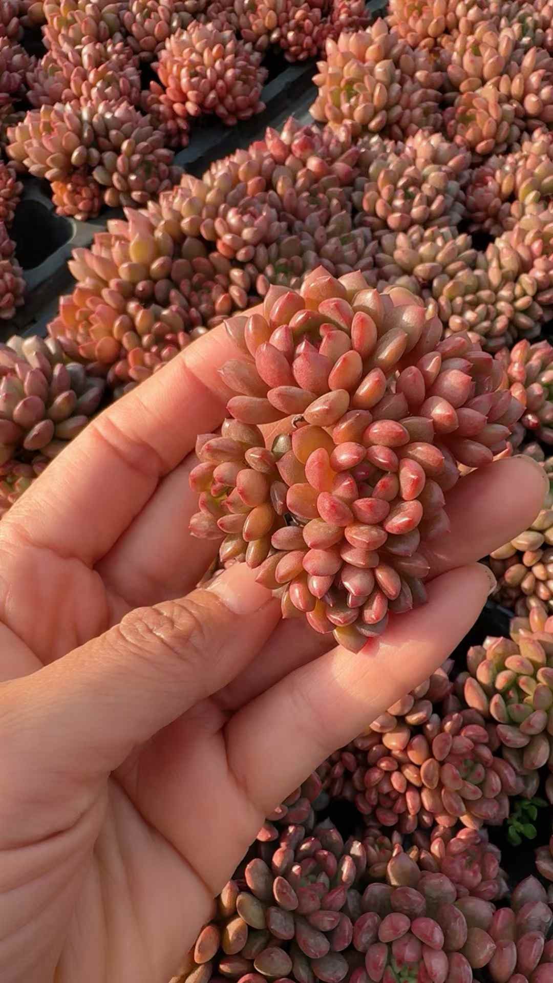 4876e8f60876ad91622a8d102578117d