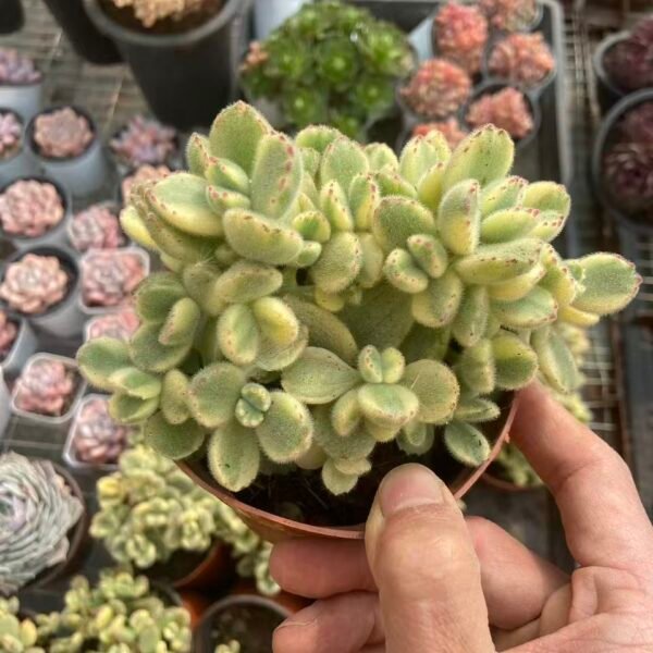 015. Cotyledon ladismithiensis var iegata