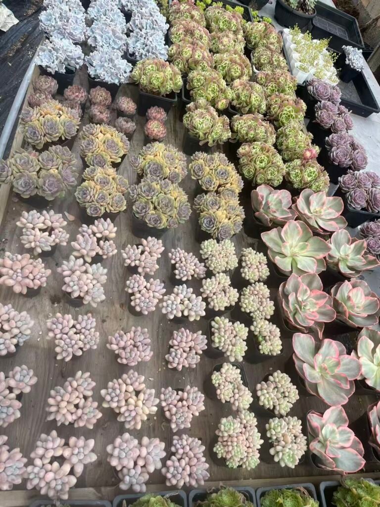 52017157883e413789c656b506f9cbef