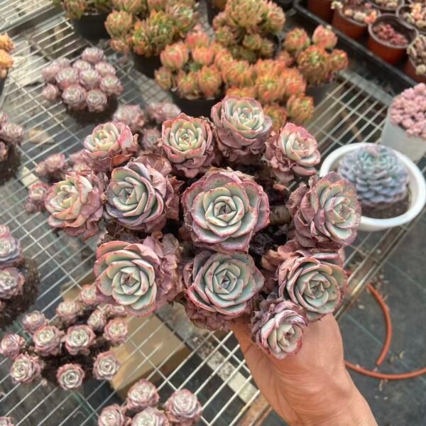 016. Echeveria 'Atlantis'