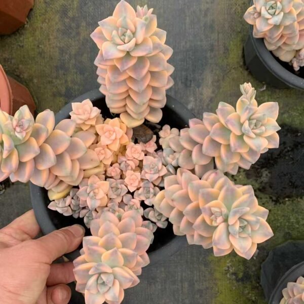 092.  Pachyphytum 'Apricot Beauty' f. variegata