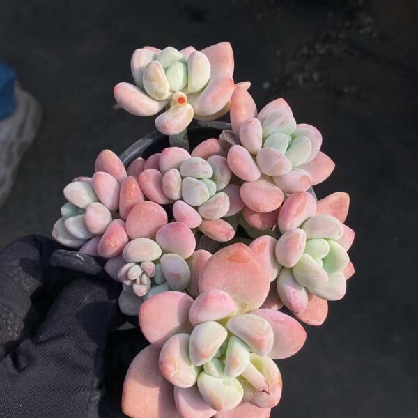 042.Echeveria Luoshen Cluster