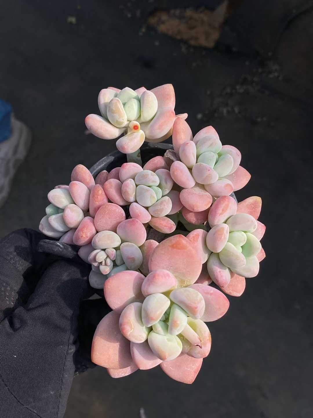 5cd4b329c718d11d847d72fad760240e